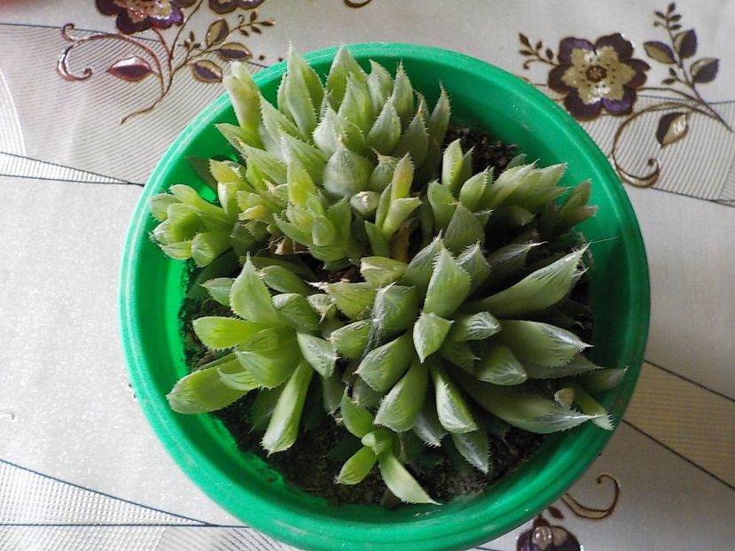  - CACTUSI si SUCULENTE