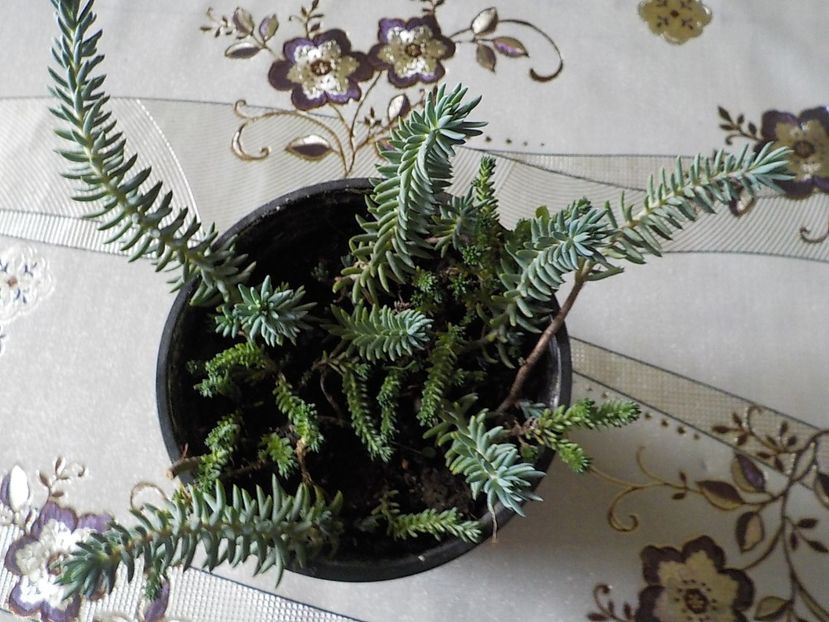  - CACTUSI si SUCULENTE