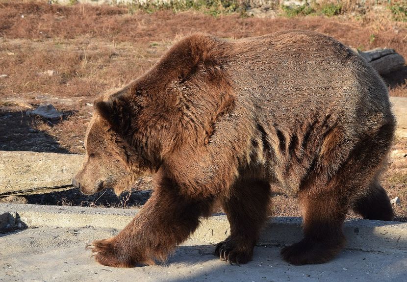 categoria grea - Vizita la Zoo Oradea