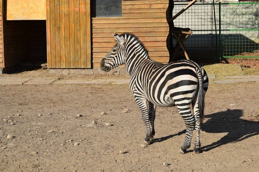 Zebra - Vizita la Zoo Oradea