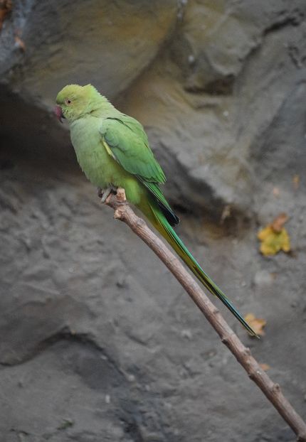  - Vizita la Zoo Oradea