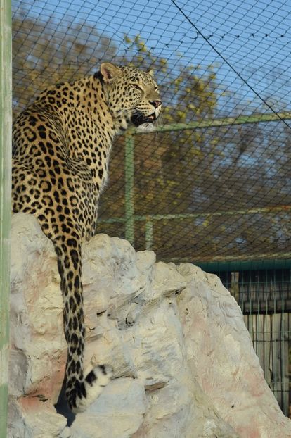 Leopardul - Vizita la Zoo Oradea