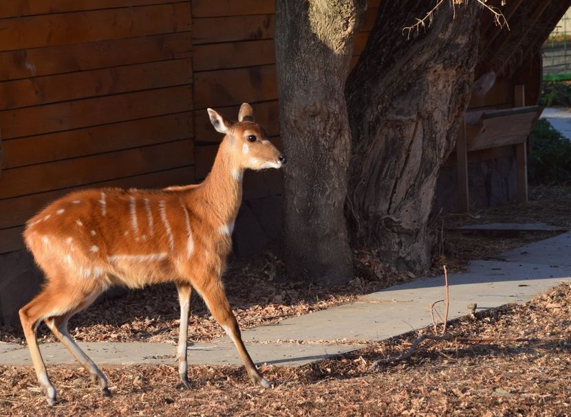  - Vizita la Zoo Oradea