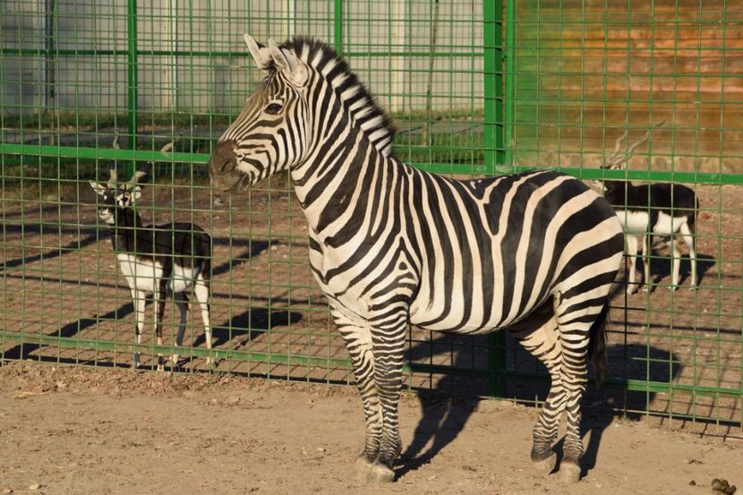  - Vizita la Zoo Oradea