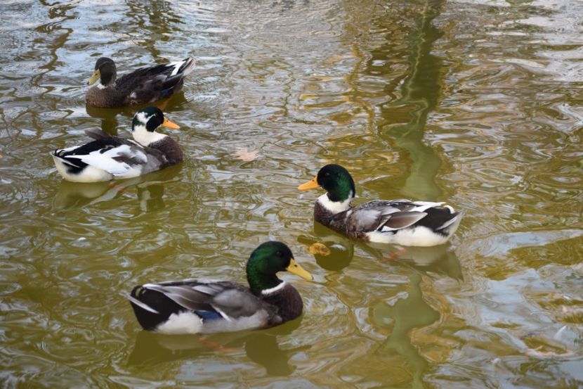  - Vizita la Zoo Oradea