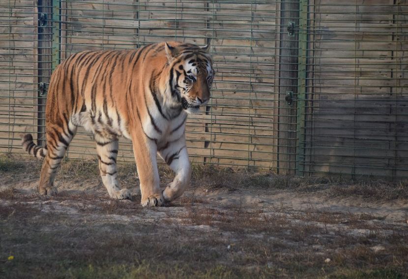 Tigrul - Vizita la Zoo Oradea