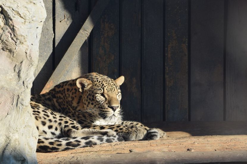 leopard - Vizita la Zoo Oradea