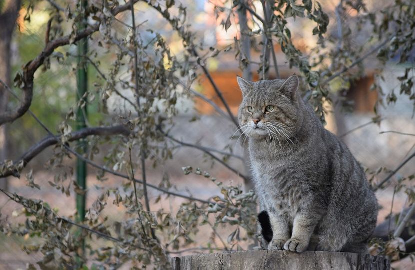Pisica salbatica - Vizita la Zoo Oradea