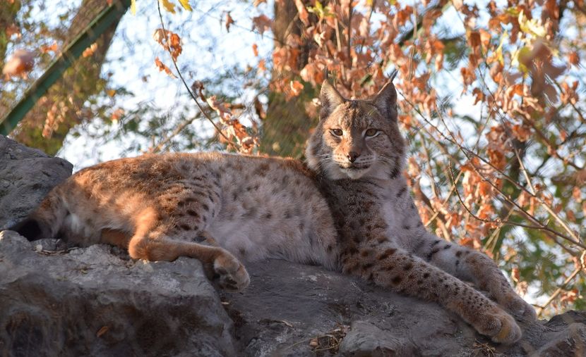 ras2 - Vizita la Zoo Oradea