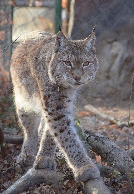 rasul - Vizita la Zoo Oradea