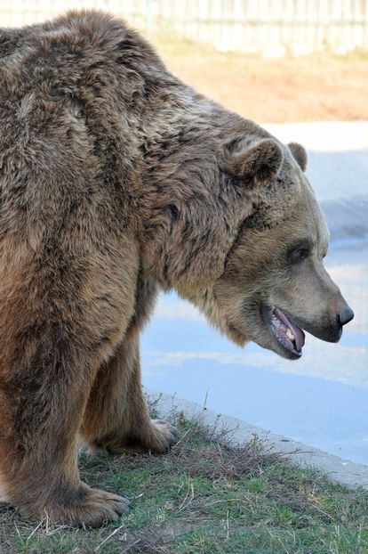 ursul brun - Vizita la Zoo Oradea