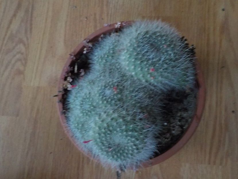  - CACTUSI si SUCULENTE