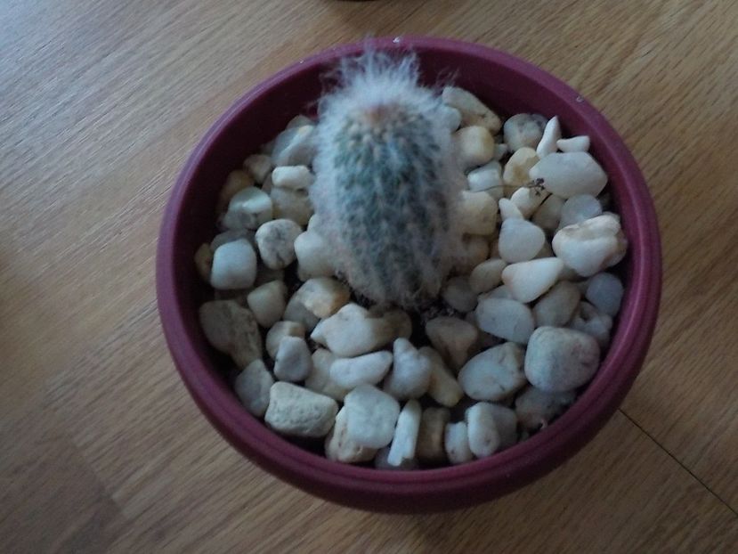  - CACTUSI si SUCULENTE