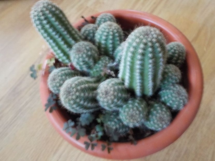  - CACTUSI si SUCULENTE