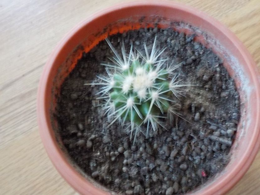  - CACTUSI si SUCULENTE