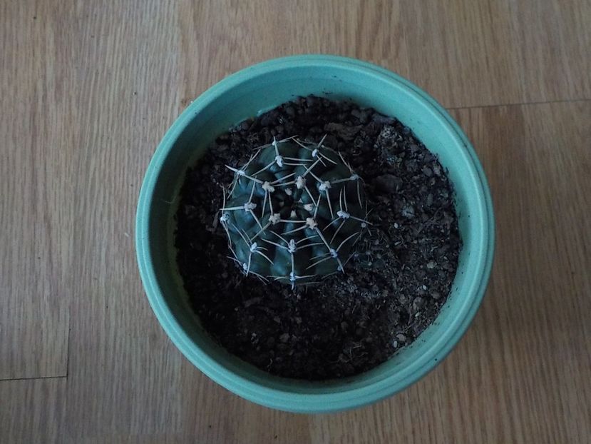  - CACTUSI si SUCULENTE