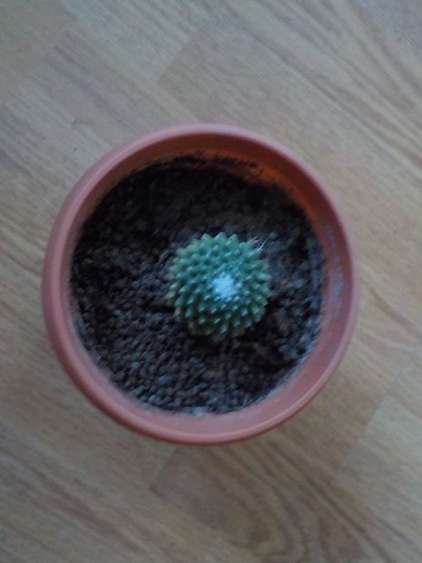  - CACTUSI si SUCULENTE