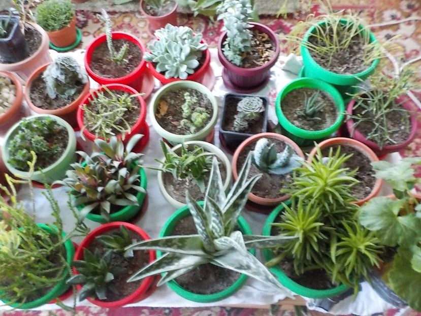  - CACTUSI si SUCULENTE