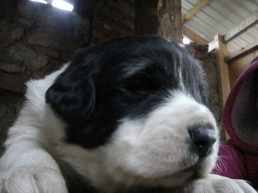 am crescut...)) - AA Mysty si primi ei puiuiti de Ciobanesti de Bucovina 2018