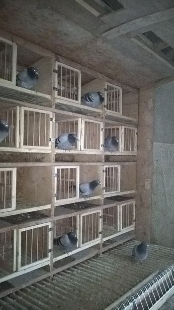 De iarna... - Porumbei