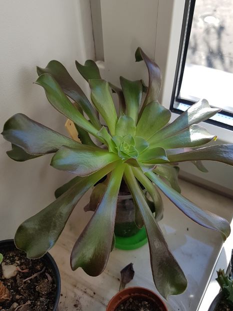 Aeonium velour replantat - Aeonium