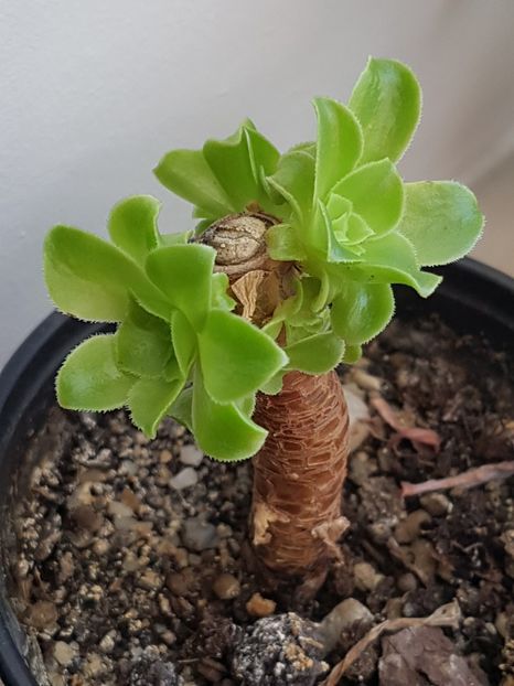 Aeonium arboreum, tija ramasa. - Aeonium