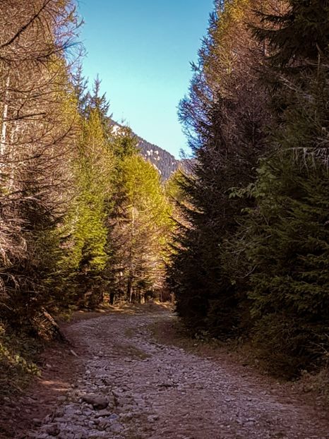 Spre Muntele Roșu - 06 - Cheia - Muntele Roșu - nov 2018