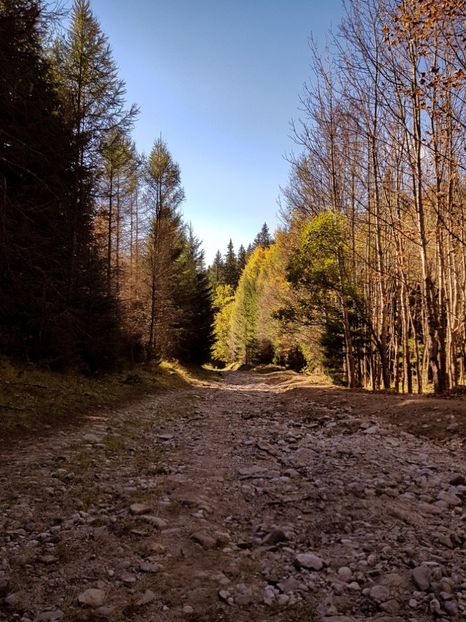  - 06 - Cheia - Muntele Roșu - nov 2018