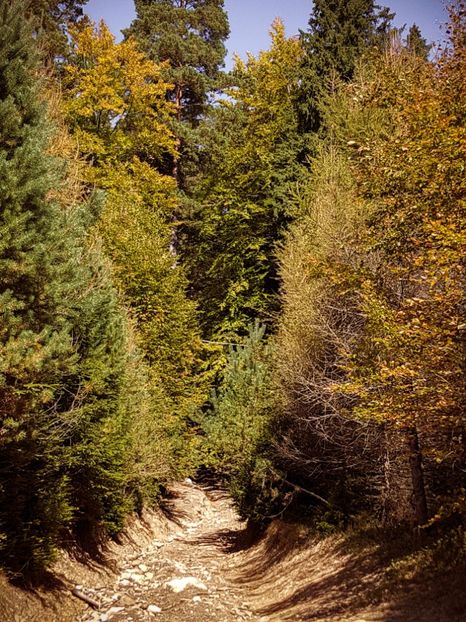  - 06 - Cheia - Muntele Roșu - nov 2018