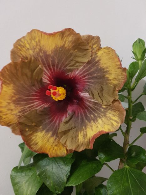  - Hibiscus Dark Continent