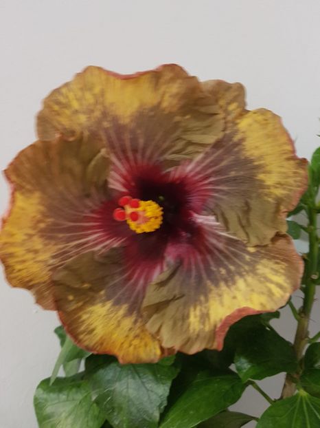  - Hibiscus Dark Continent