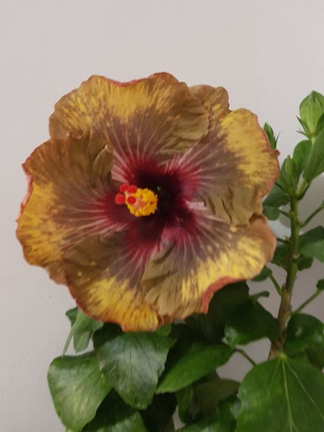  - Hibiscus Dark Continent