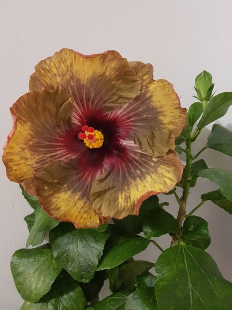  - Hibiscus Dark Continent