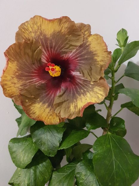  - Hibiscus Dark Continent