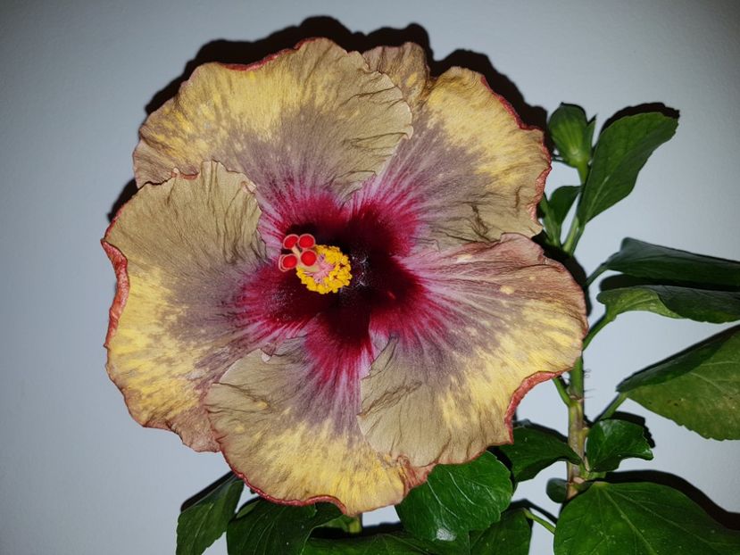  - Hibiscus Dark Continent