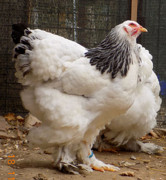  - VIITOR SPERANTE PTR 2019