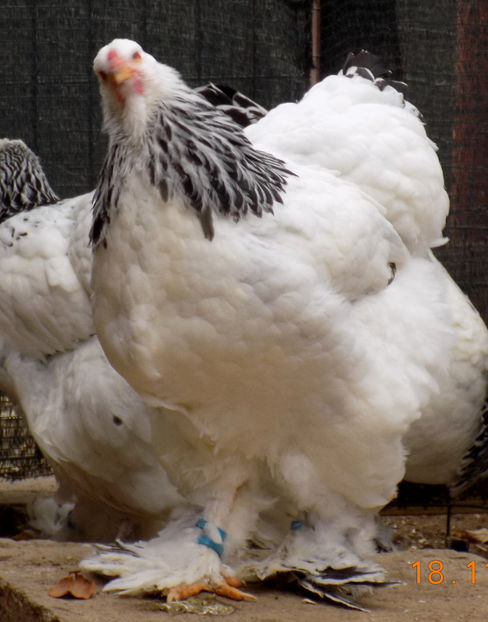  - VIITOR SPERANTE PTR 2019