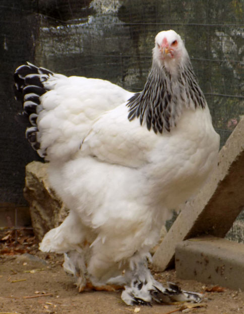  - VIITOR SPERANTE PTR 2019