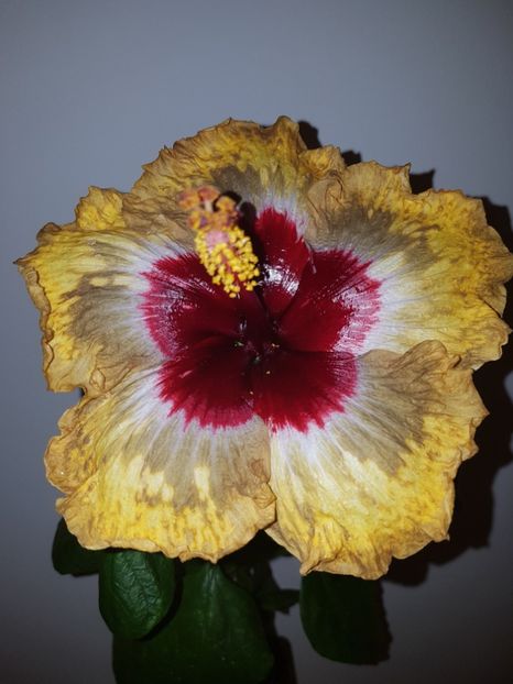  - Hibiscus Shiva
