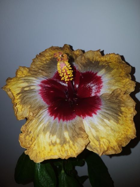  - Hibiscus Shiva