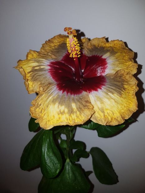  - Hibiscus Shiva
