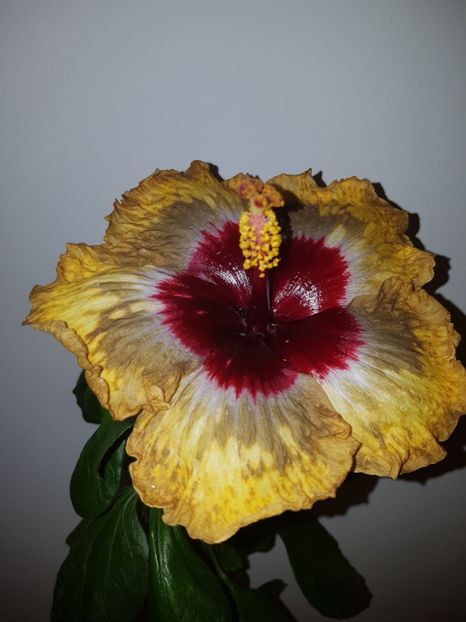  - Hibiscus Shiva