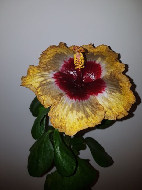  - Hibiscus Shiva