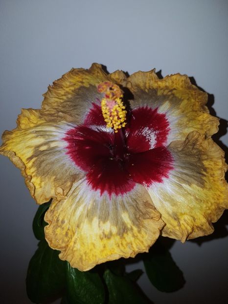  - Hibiscus Shiva