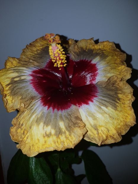  - Hibiscus Shiva