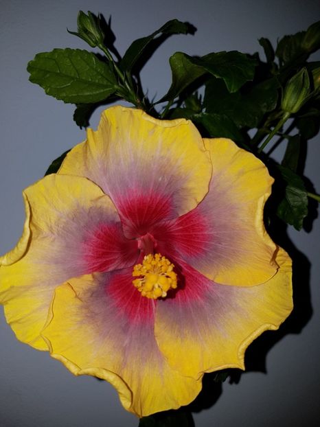  - Hibiscus Russian Firebird