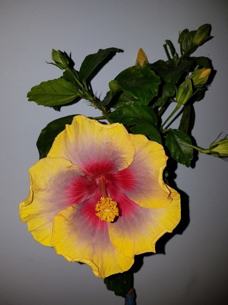  - Hibiscus Russian Firebird