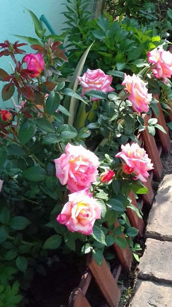 Sheilas Parfume - FLORI 2O18