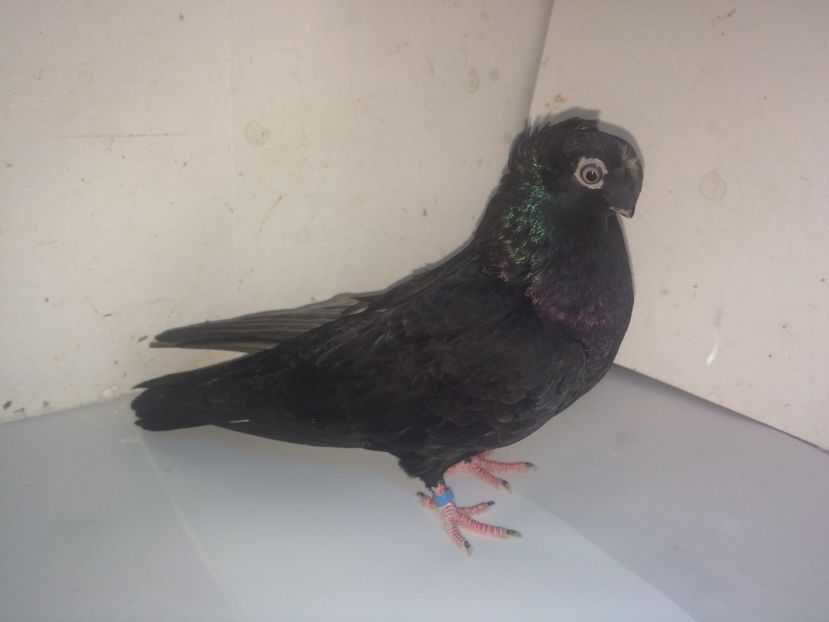 7094  femelă  2018_1 - pui 2018 BM