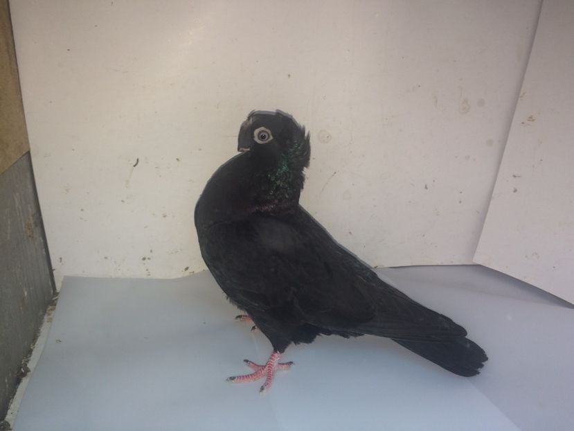 7094  femelă  2018_2 - pui 2018 BM